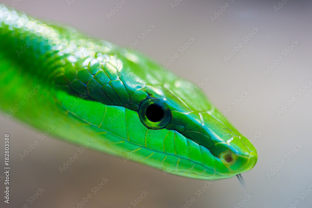 Naklejka premium detailed side view green arboreal rat snake (gonyosoma oxycephalum)