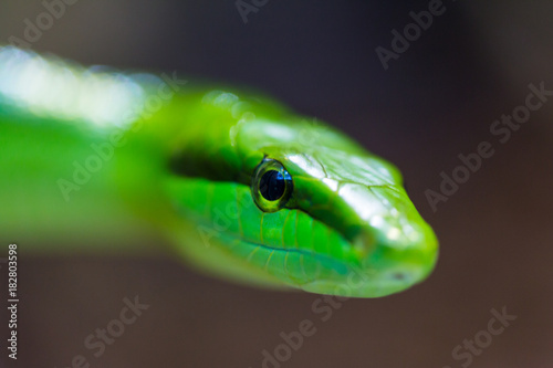 portrait green arboreal rat snake (gonyosoma oxycephalum) photo