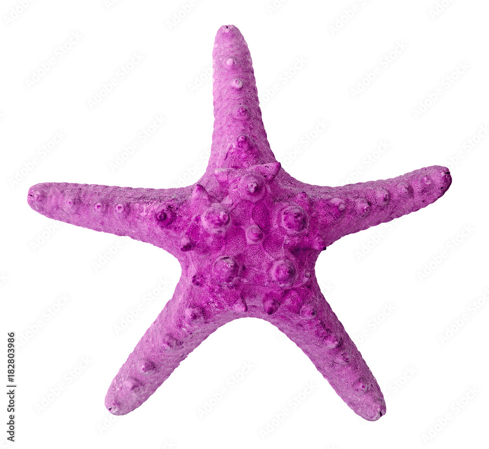 Close up of starfish Close up of starfish