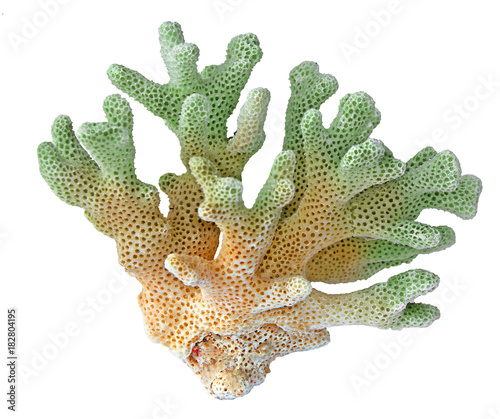 coral isolated on white background photo