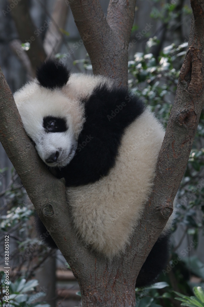 Obraz premium Little Panda Cub Sleeps on the Tree