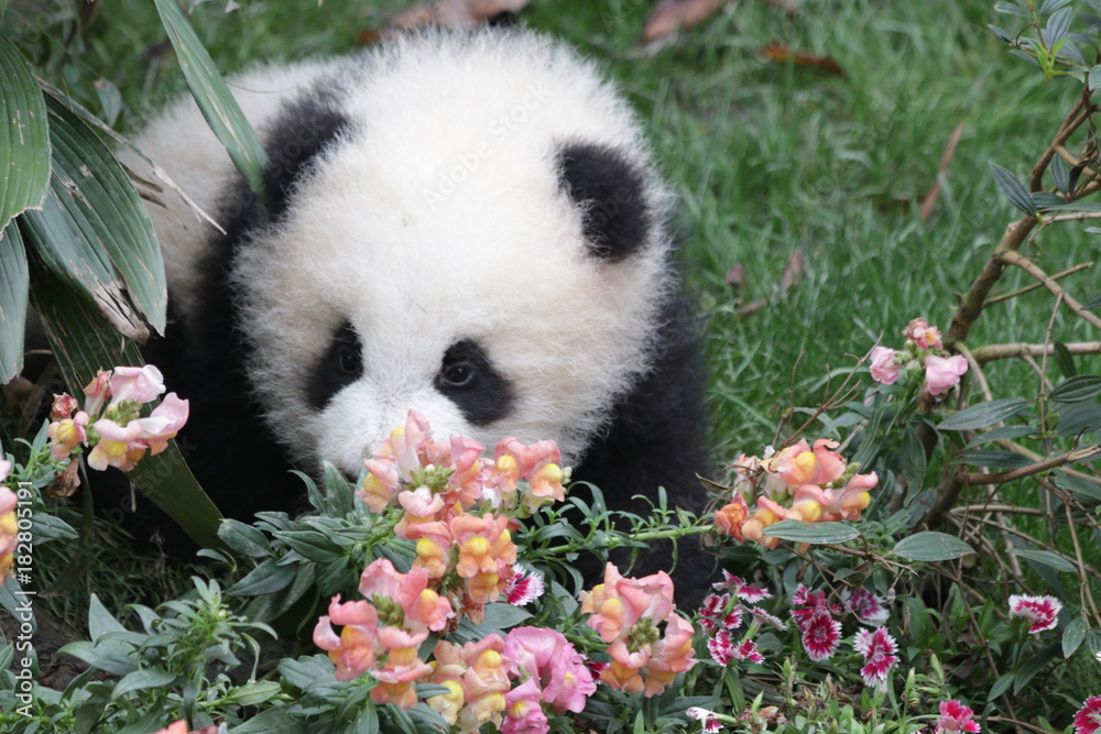 Naklejka premium Little Panda Cub is strolling on the Playground among the Colorful Flowers, Chengdu Panda Base, China