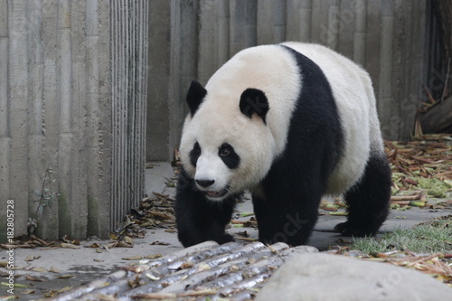 Fototapeta Naklejka Na Ścianę i Meble -  Giant Panda in Chengdu Panda Base, China