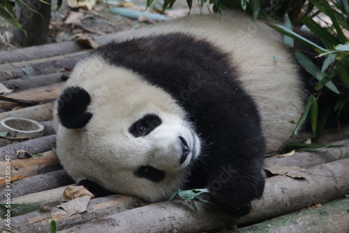 Fototapeta Naklejka Na Ścianę i Meble -  Giant Panda in Chengdu Panda Base, China