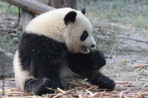 Fototapeta Naklejka Na Ścianę i Meble -  Little Panda Cub is Eating Bamboo Shoot on the Playground, Chengdu Panda Base, China