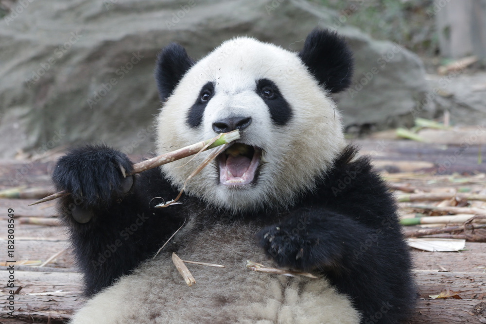 Little Panda Cub is Eating Bamboo Shoot on the Playground, Chengdu Panda Base, China