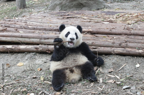 Fototapeta Naklejka Na Ścianę i Meble -  Little Panda Cub is Eating Bamboo Shoot on the Playground, Chengdu Panda Base, China