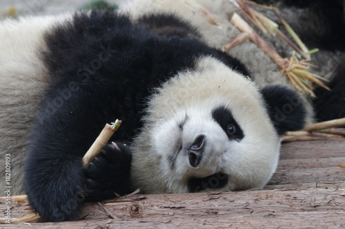 Fototapeta Naklejka Na Ścianę i Meble -  Sleepy Giant Panda Cub , Chengdu Panda Base, China
