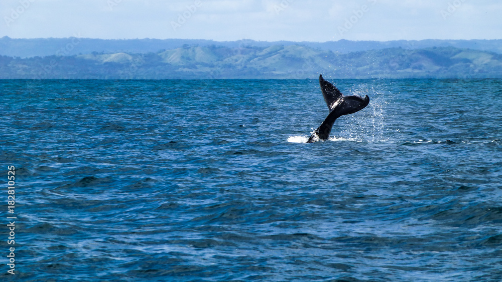 Fototapeta premium Humpback whale tail fin.