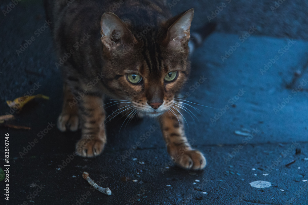 Obraz premium stray cat on street