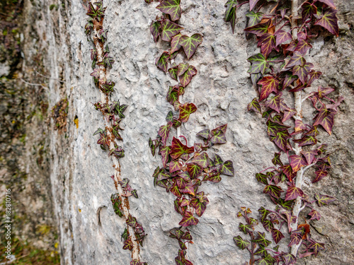 Purple ivy over the stones photo