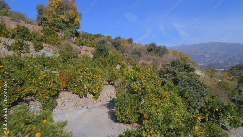 Slow Flight Through Orange Trees Before Harvest Slow Flight Through Orange Trees Before Harvest