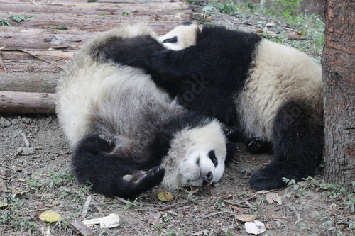 Fototapeta Naklejka Na Ścianę i Meble -  Fluffy Panda Cub is Eating Bamboo Shoot