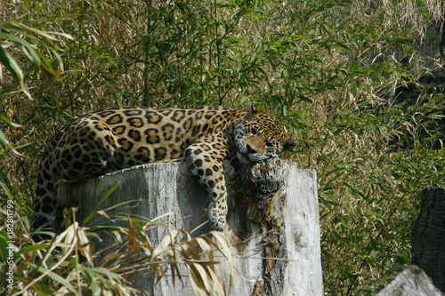 Jaguar liegt auf Baumstamm  Panthera onca