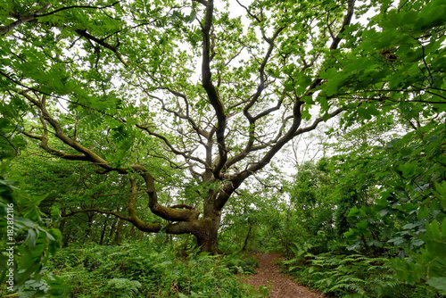 Insel Vilm Biosphärenreservat photo