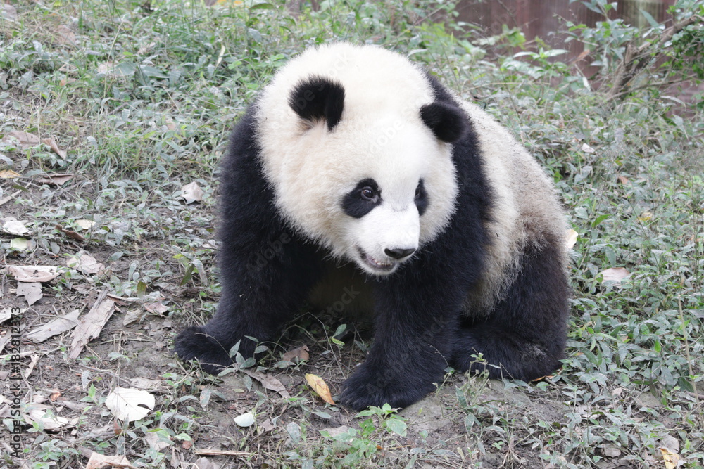 Fototapeta premium Little Panda Cub in the Playground, China