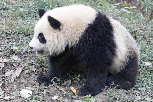 Fototapeta Naklejka Na Ścianę i Meble -  Little Panda Cub in the Playground, China