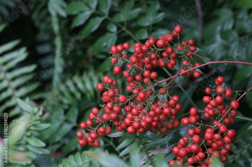 Red Wild Berries in Autumn