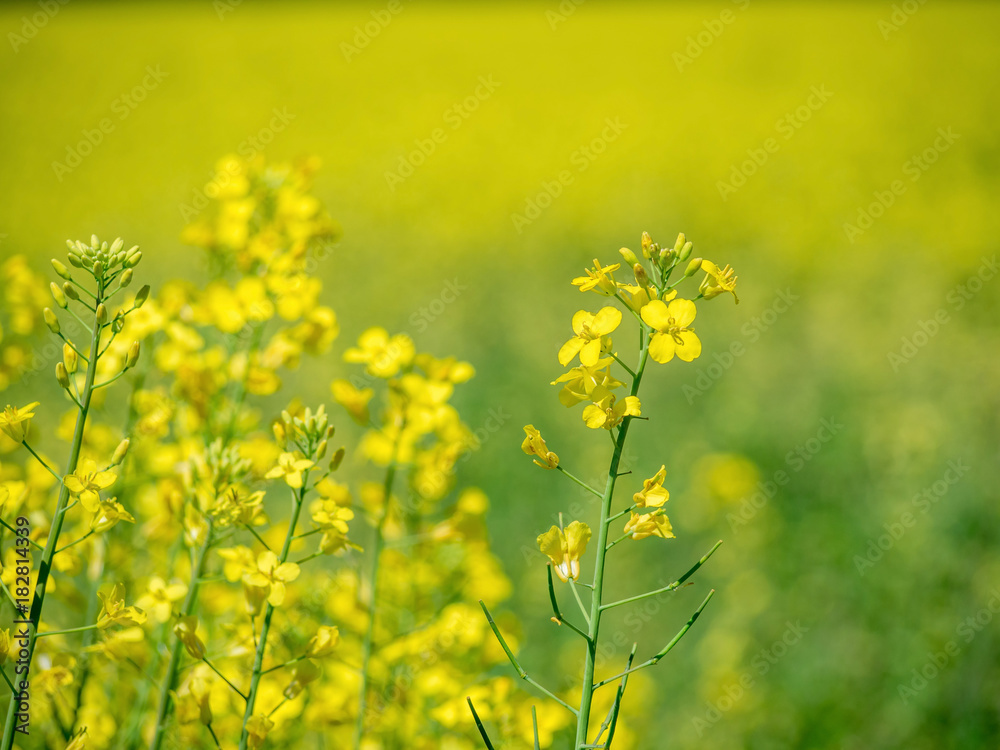 Fototapeta premium Rape Flower Closeup