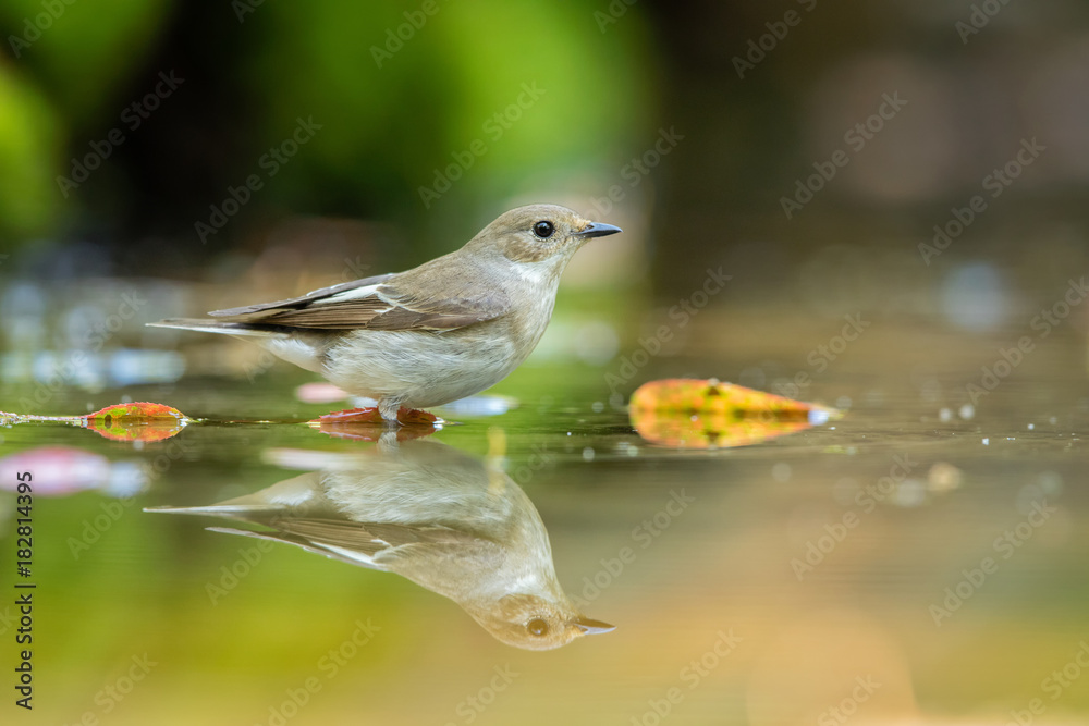 Pied flycatcher bathing Pied flycatcher bathing