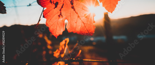 Foglie rosse nella vigna in autunno con raggi solari photo