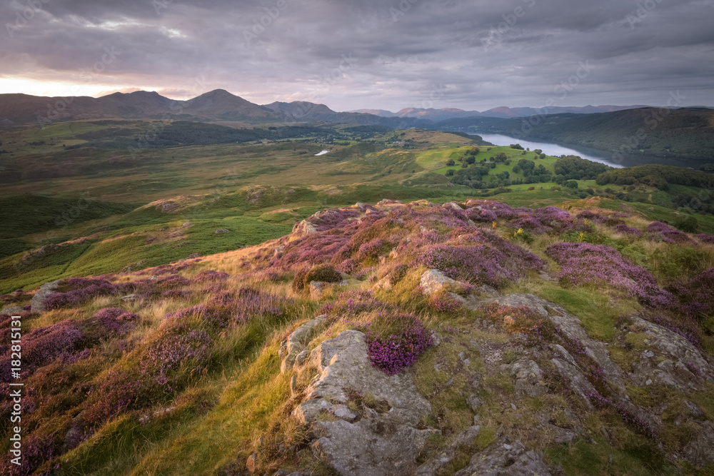 Warm sunlight illuminated the blossoming heather of the lake district landscape with mountain background