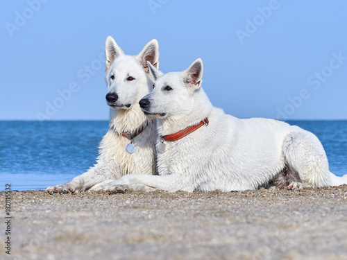 Portrait of two White Swiss Shepherds