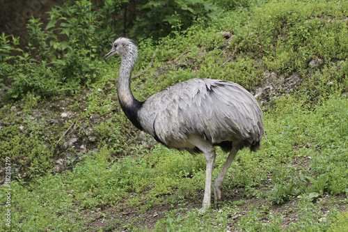 Emu Laufvogel, Dromaiidae, Dromaius