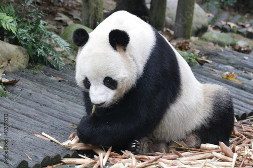 Fototapeta Naklejka Na Ścianę i Meble -  Giant Panda is Eating Bamboo Shoot, China