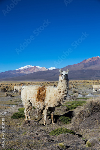 The Andean landscape with Prinacota volcano  Bolivia