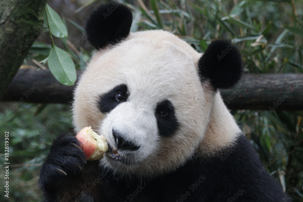 Fototapeta premium Giant Panda is Eating Bamboo Biscuit, China