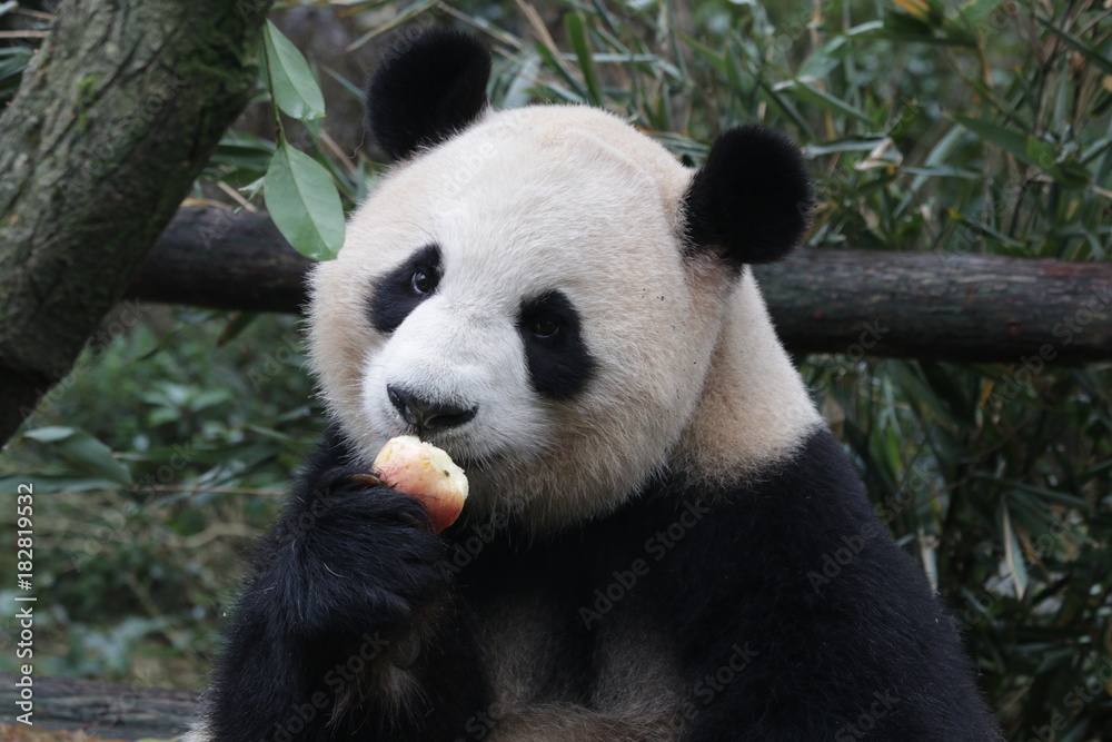 Giant Panda is Eating an Apple, China