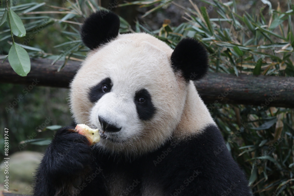 Fototapeta premium Wielka panda je jabłko, Chiny