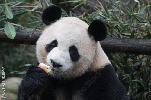 Giant Panda is Eating an Apple  China