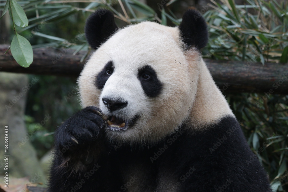 Giant Panda is Eating Bamboo Biscuit, China Giant Panda is Eating Bamboo Biscuit, China