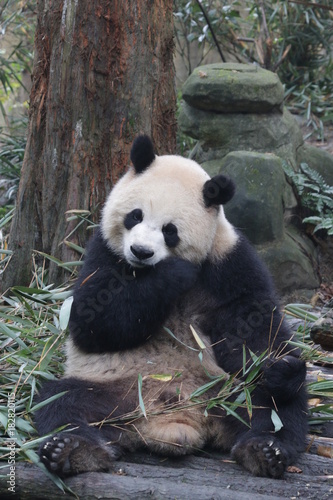 Fototapeta Naklejka Na Ścianę i Meble -  Playful Female Panda name, Yuan Run, China