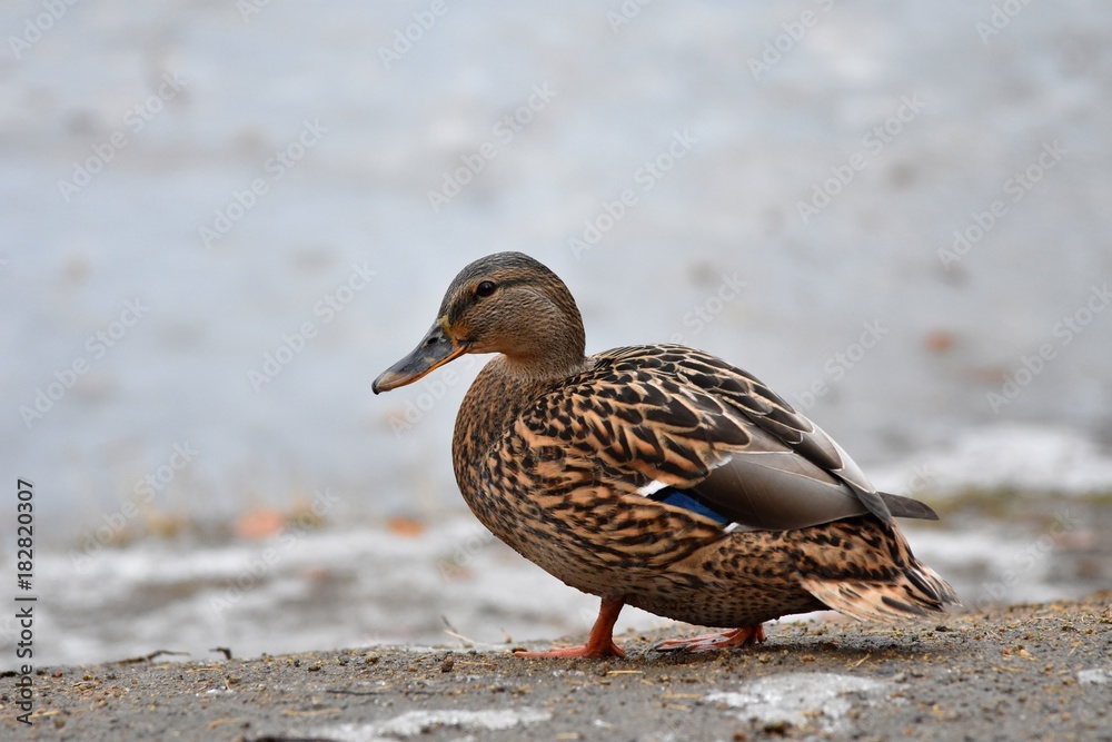 Duck on the lake Duck on the lake