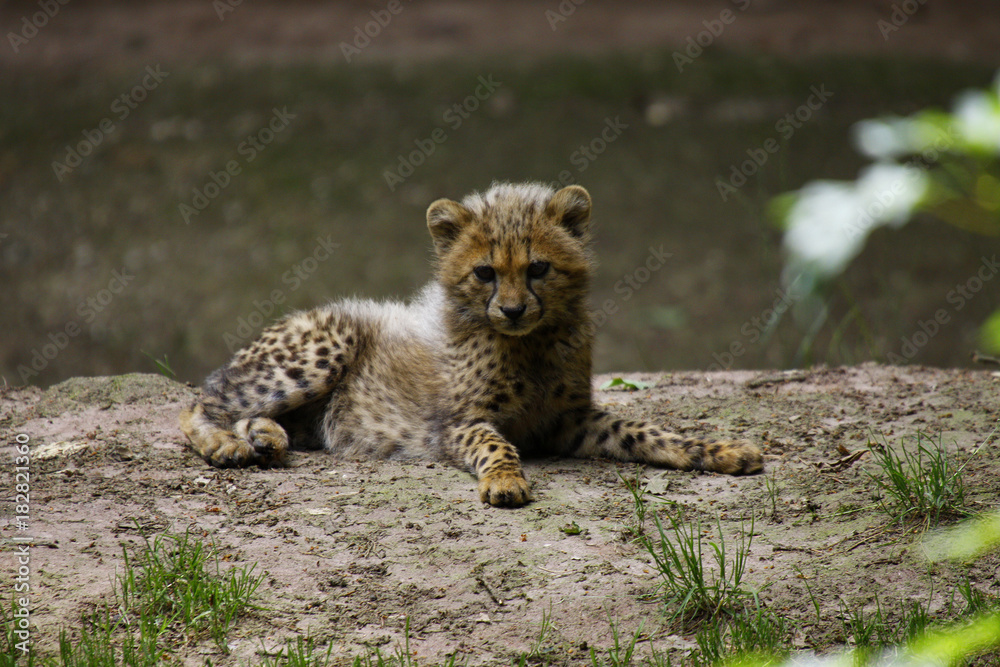Obraz premium Gepard Jungtier liegt auf Fels, Acinonyx jubatus