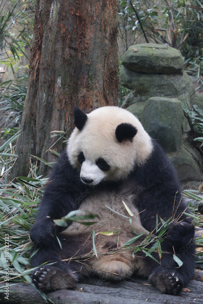 Playful Female Panda name, Yuan Run, China