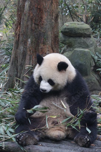 Fototapeta Naklejka Na Ścianę i Meble -  Playful Female Panda name, Yuan Run, China