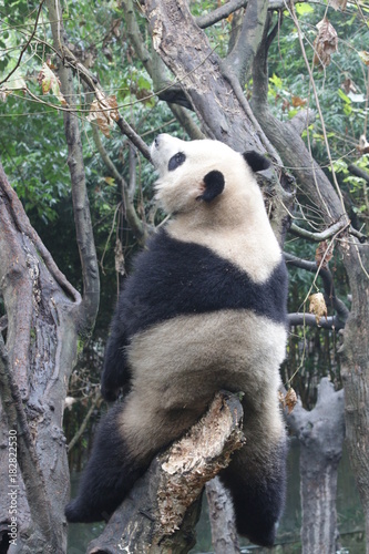 Fototapeta Naklejka Na Ścianę i Meble -  Playful Female Panda name, Yuan Run, China