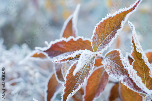 Fotografia first frost and frozen leaves