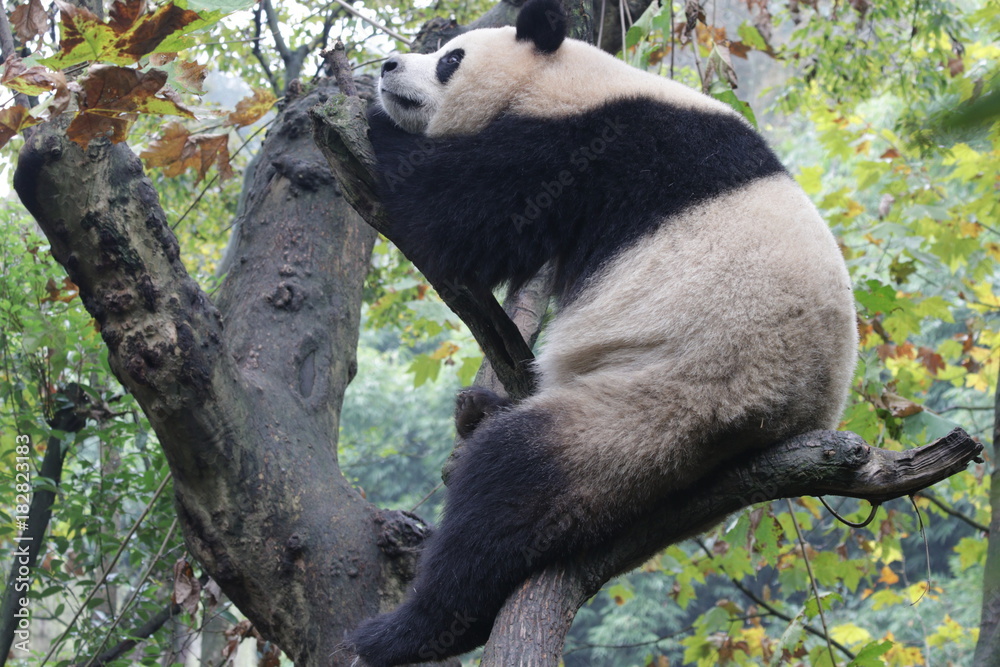 Obraz premium Playful Female Panda name, Yuan Run, China