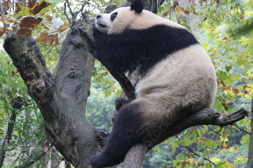 Fototapeta Naklejka Na Ścianę i Meble -  Playful Female Panda name, Yuan Run, China