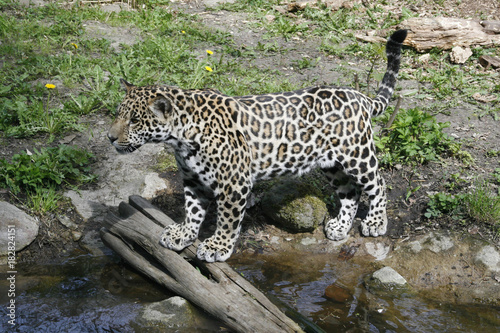 Jaguar am Wasser, Panthera onca