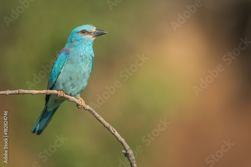 European Roller isolated © Wim