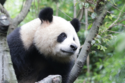 Fototapeta Naklejka Na Ścianę i Meble -  Beautiful Female Giant Panda Name Yuan Run, China
