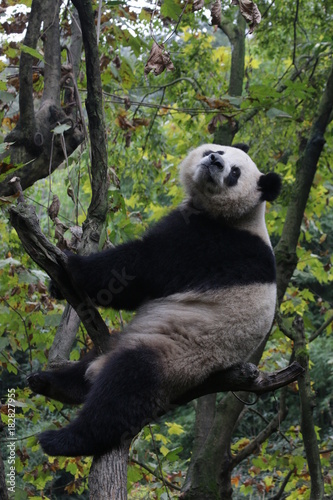 Fototapeta Naklejka Na Ścianę i Meble -  Beautiful Female Giant Panda name Yuan Run, China