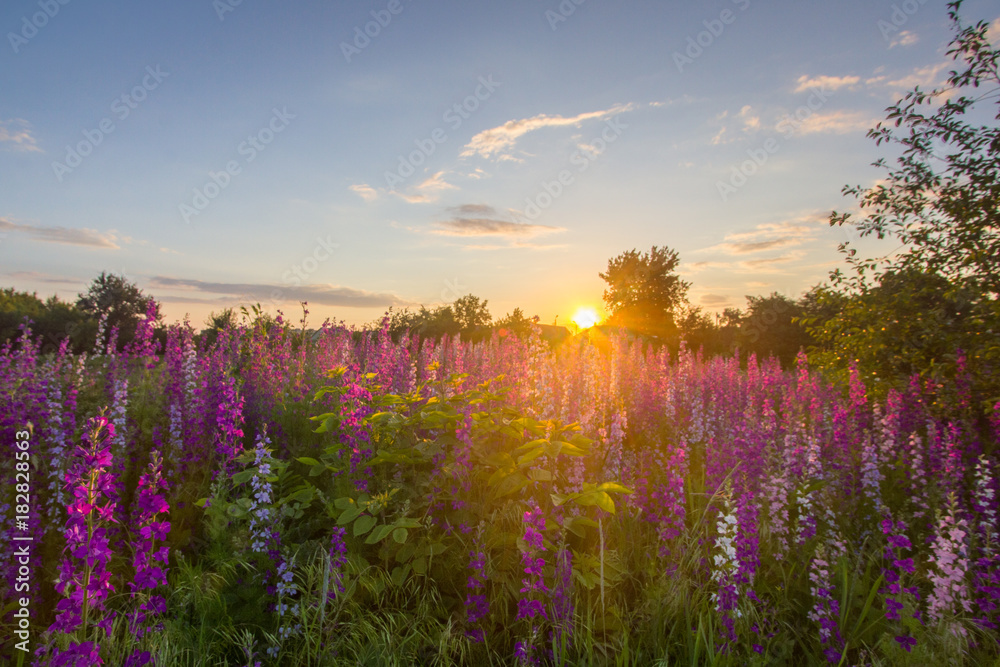 Nice, colorful, wide look at meadow filled with red, pink and purple wildflowers, in a nice summer sunset.