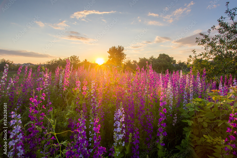 Nice, colorful, wide look at meadow filled with red, pink and purple wildflowers, in a nice summer sunset.